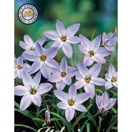 Vårlilja-Ipheion uniflorum 'Wisley Blue' 15-pack
